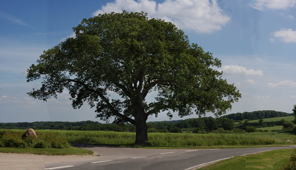 Baum