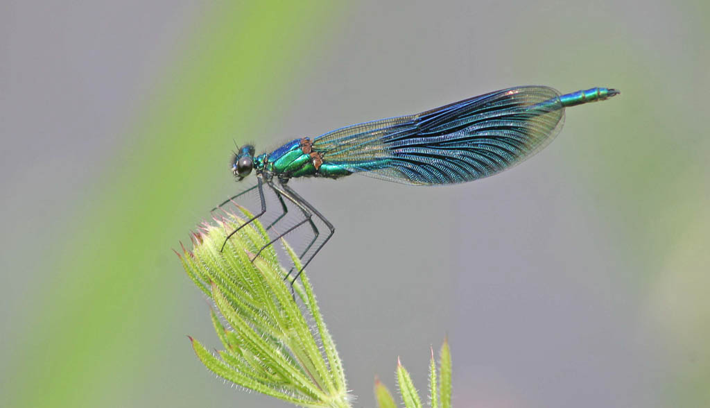 Macro 4