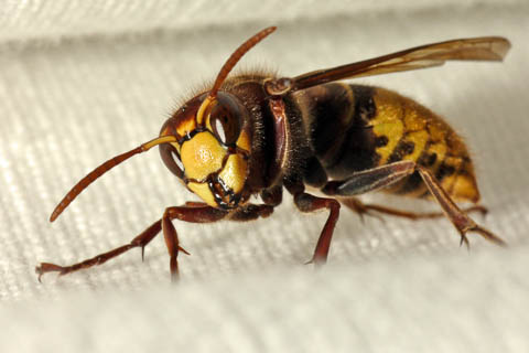 Macro 5
