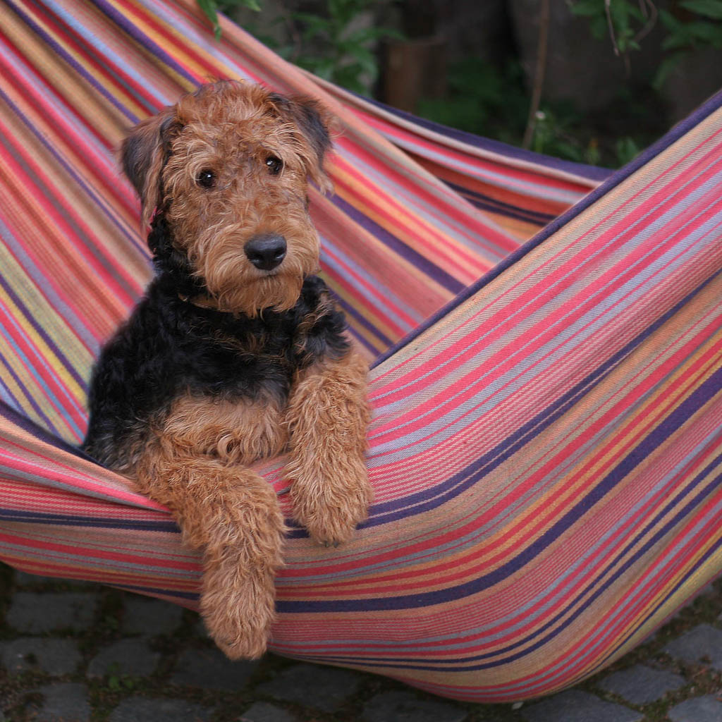 Tiere 4