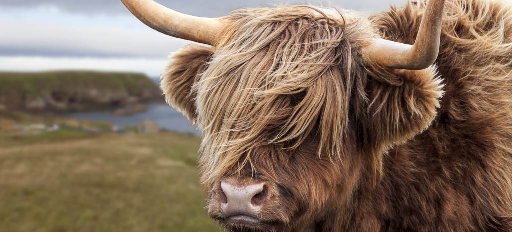 Tiere 9