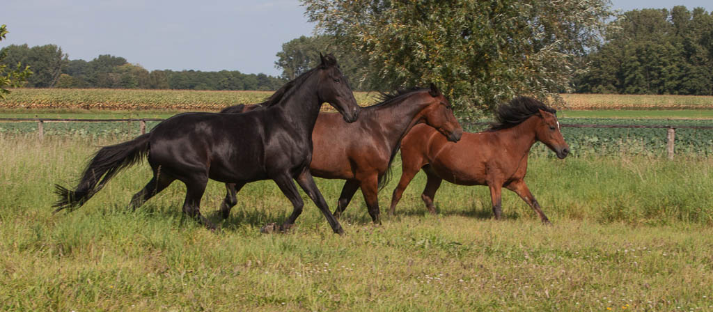 Tiere 10