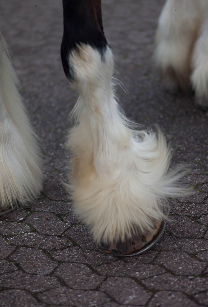 Tiere 6