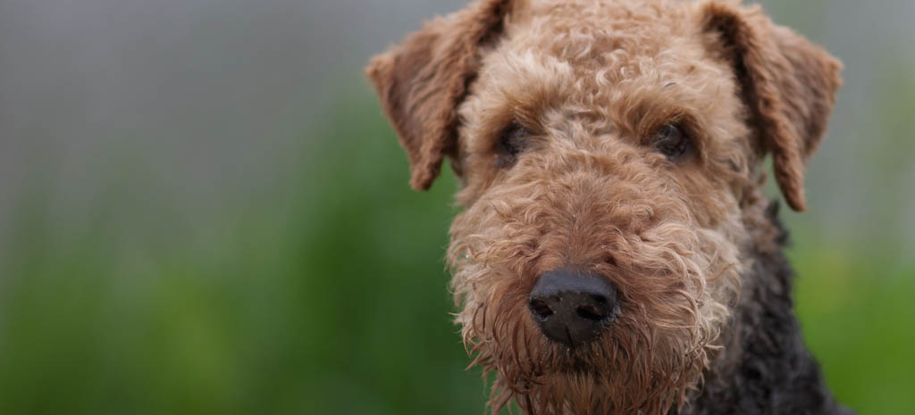 Tiere 2