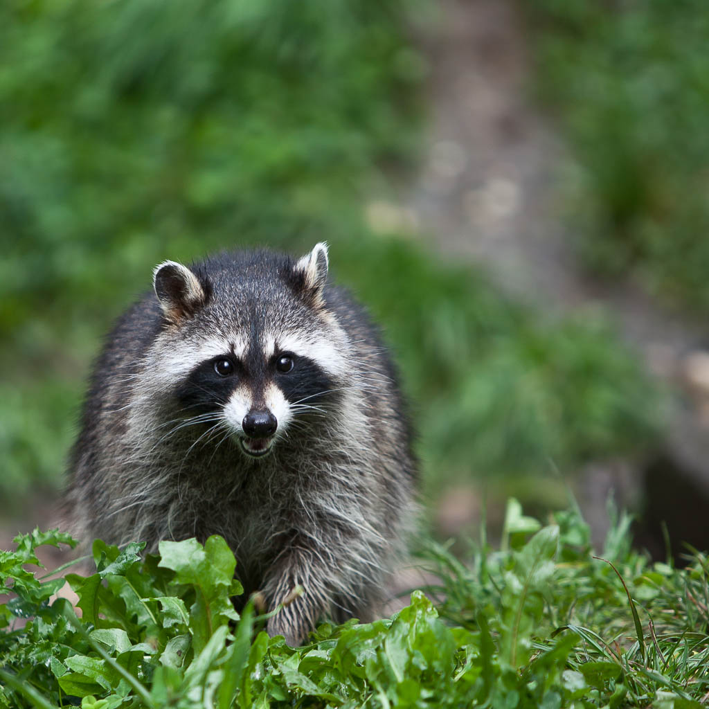 Tiere 5
