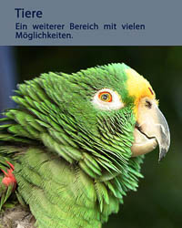 Tiere